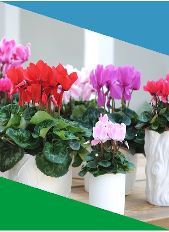 Лучшие комнатные растения для осенне-зимнего сезона