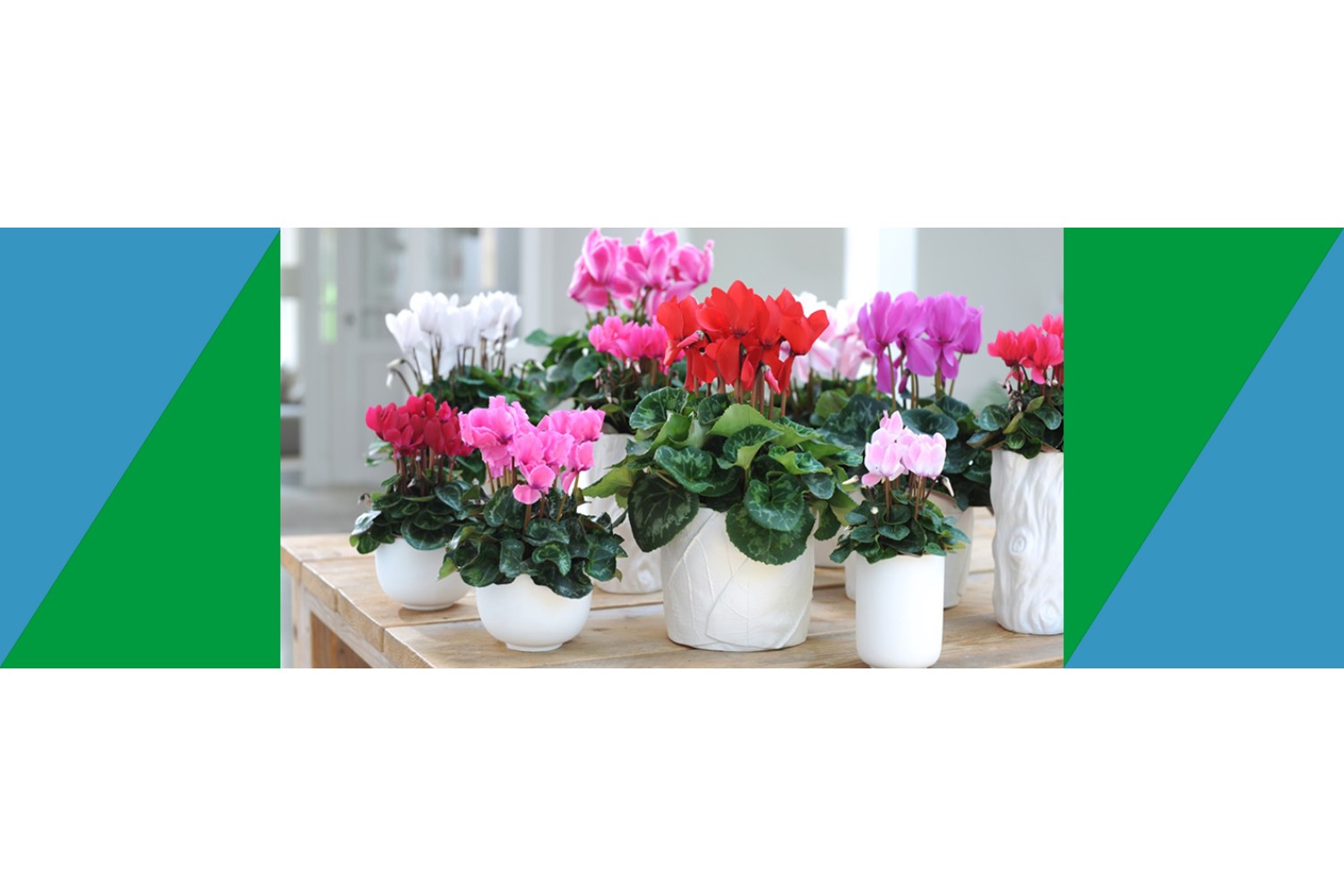 растения для осенне-зимнего сезона