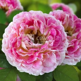 Роза Стрейзенд плетистая (Семена Алтая)