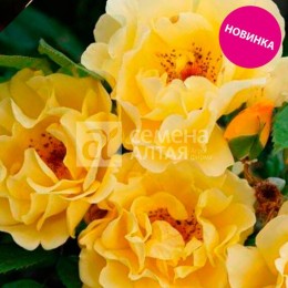 Роза канадская Монреаль плетистая (Семена Алтая)