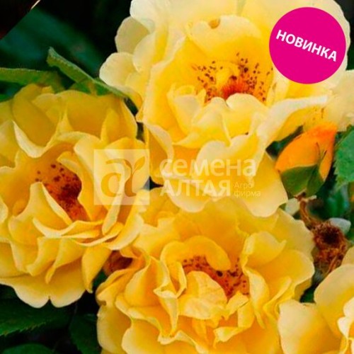 Роза канадская Монреаль плетистая (Семена Алтая)