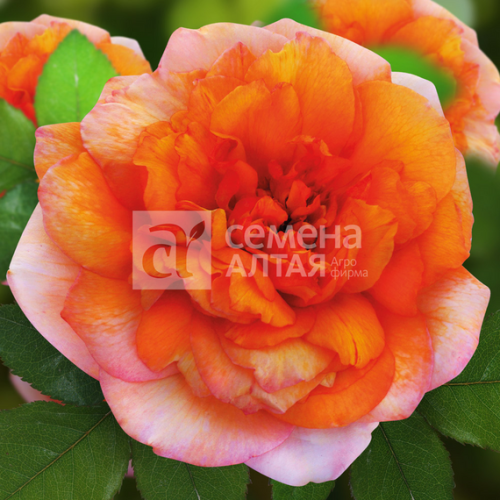 Роза Карамельная мечта чайно-гибридная (Семена Алтая)
