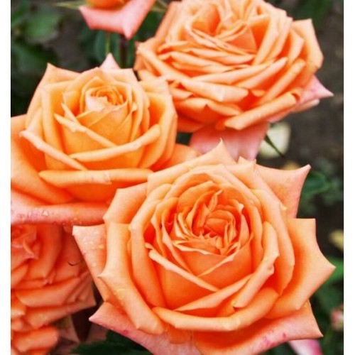 Роза Эльдорадо чайно-гибридная (Семена Алтая)