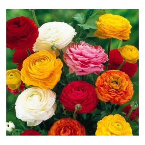 Лютик (Ranunculus) mix 8шт (Голландия)