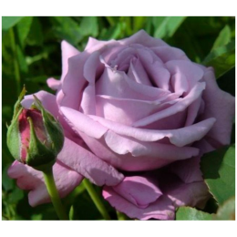 Роза Тиара чайно-гибридная (Семена Алтая)