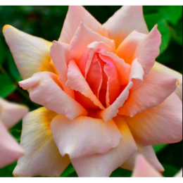 Роза Стелла Магна чайно-гибридная (Семена Алтая)