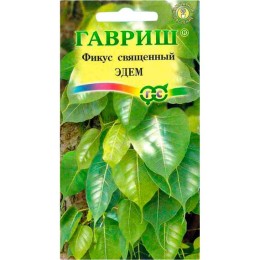 Фикус священный Эдем 0.03г (Гавриш)