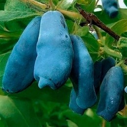 Жимолость Бакчарская Юбилейная