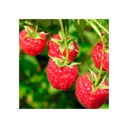 Малина горшечная Вилламет (Семена Алтая)