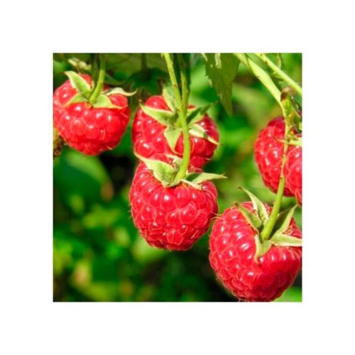 Малина горшечная Вилламет (Семена Алтая)