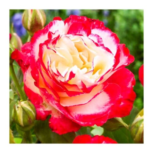 Роза Делайт Мини спрей (Семена Алтая)