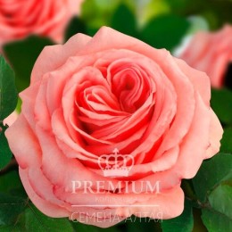 Роза Амели (Семена Алтая)