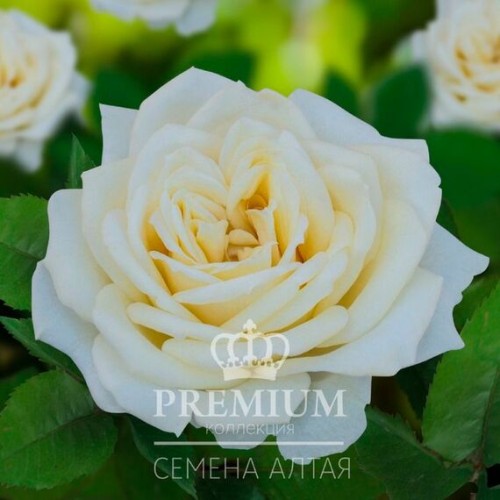 Роза Безе (Семена Алтая)