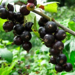 Смородина Мила