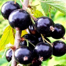 Смородина Шаровидная 1шт (Золотая сотка Алтая)