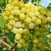 Виноград Восторг (Семена Алтая)