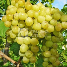 Виноград Восторг (Семена Алтая)