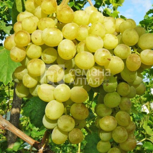 Виноград Восторг (Семена Алтая)