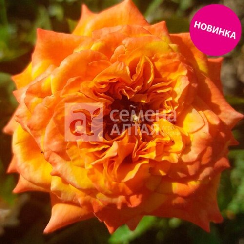 Роза Сибилла чайно-гибридная (Семена Алтая)