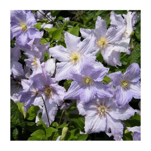 Клематис Блю Энжел (Голландия)
