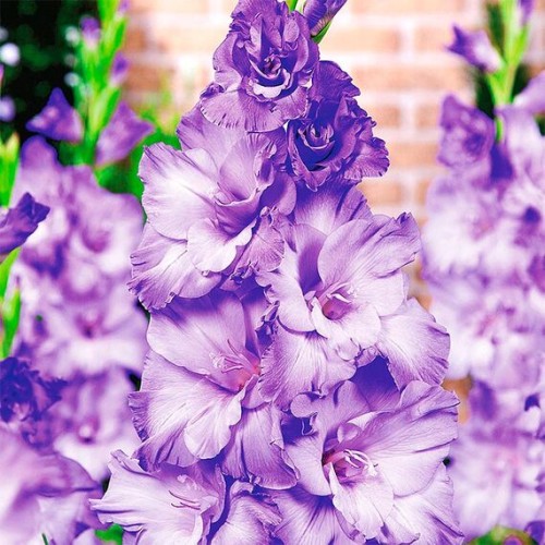 Гладиолусы Кот Д'Азур