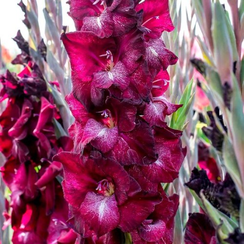 Гладиолус Шака Зулу 1шт