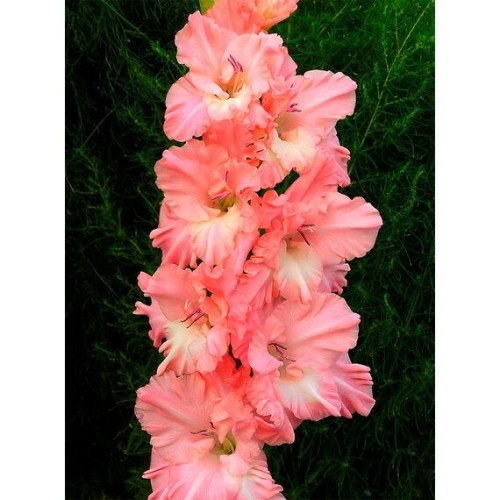 Гладиолус Томск 1шт