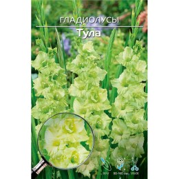 Гладиолус Тула 1шт