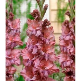 Гладиолус Якутск 1шт (Волжский Сад)