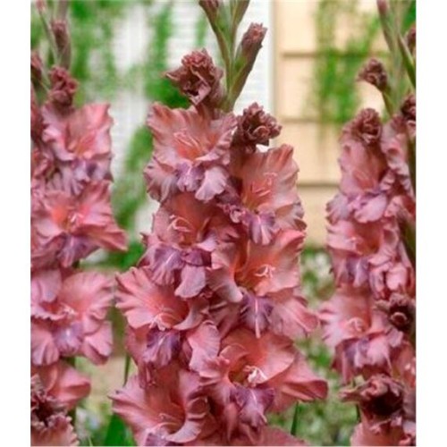 Гладиолус Якутск 1шт (Волжский Сад)