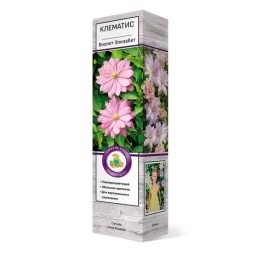 Клематис Виолет Элизабет (Поиск)