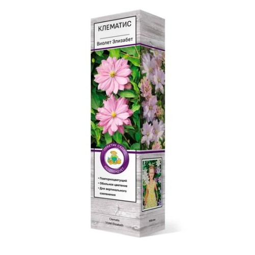 Клематис Виолет Элизабет (Поиск)