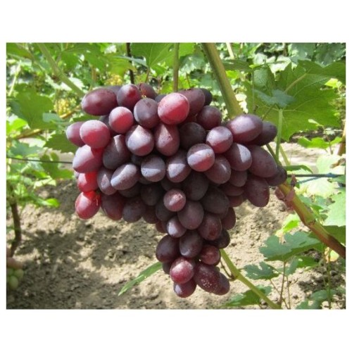 Виноград Подарок Ирине (Семена Алтая)
