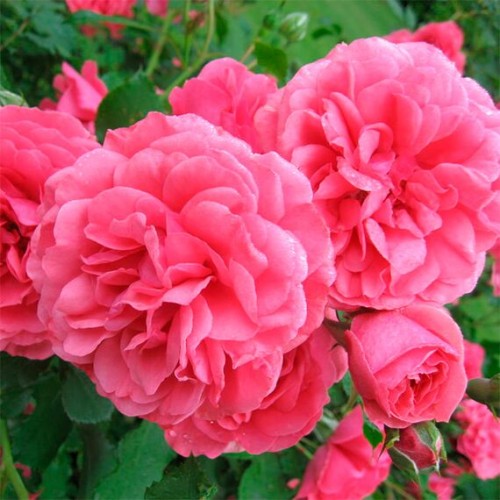 Роза (плетистая) Розариум Ютерсен (Семена Алтая)