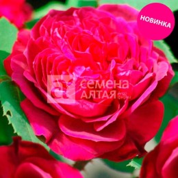 Роза Сивил шраб (кустовая) "Морозостойкие сибирские розы" (Семена Алтая)