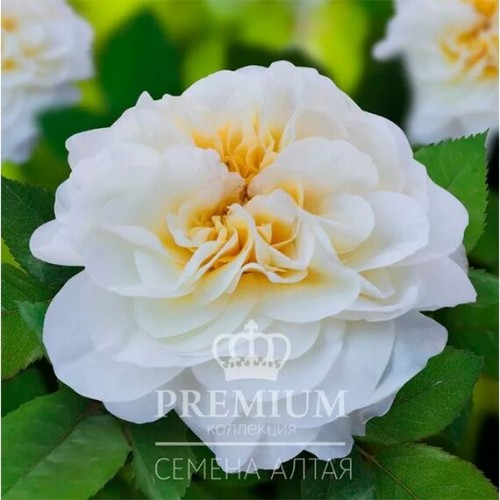 Роза Суфле Патио (кустовая) "Морозостойкие сибирские розы" (Семена Алтая)