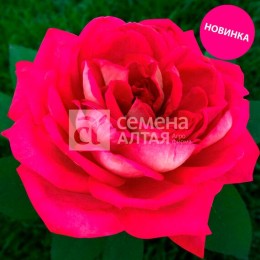 Роза чайно-гибридная Ванкувер "Канадские розы" (Семена Алтая)