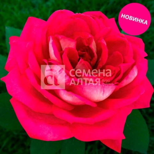 Роза чайно-гибридная Ванкувер "Канадские розы" (Семена Алтая)