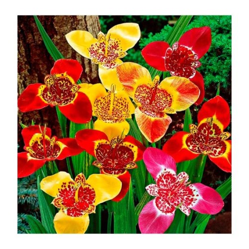 Тигридия смесь 1шт