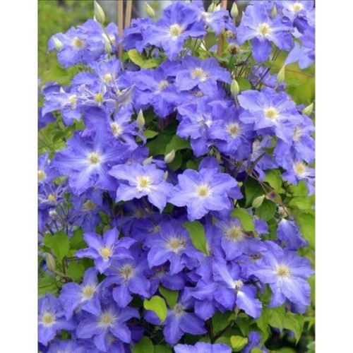 Клематис Стефан Франзак (Голландия)