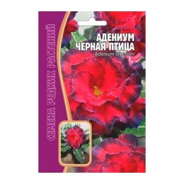 Адениум Черная птица 3шт (Семена редких растений)