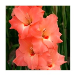 Гладиолусы Decisio