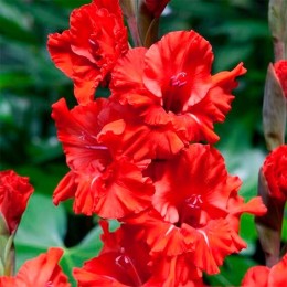 Гладиолус Fire