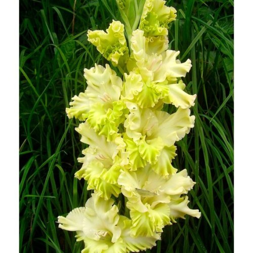 Гладиолус Кемерово 1шт