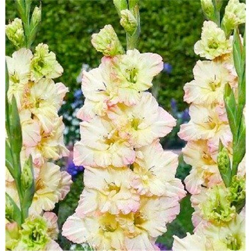 Гладиолус Воронеж 1шт