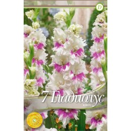 Гладиолус Киров 1шт
