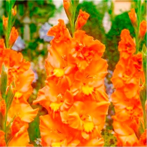 Гладиолус Липецк 1шт