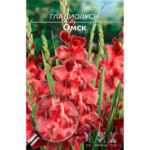 Гладиолус Омск 1шт