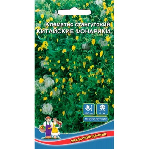 Клематис стангутский Китайские фонарики 12шт (Урольский дачник)