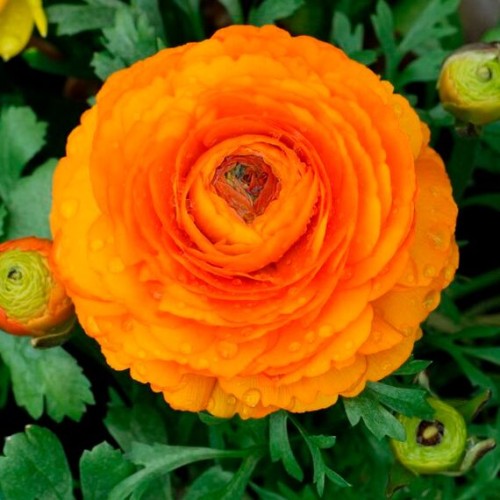 Лютик (Ranunculus) Orange 1шт